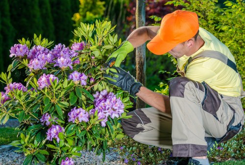 Healthy green lawn care in Leytonstone garden