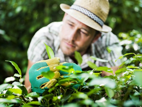 Final review of a gardening complaint with professional handling