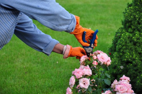 Overgrown hedge being restored with careful trimming in Leytonstone