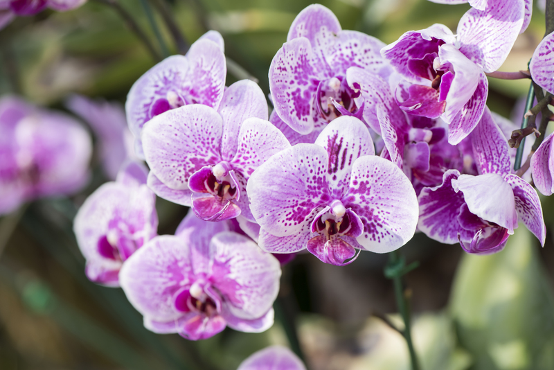 Hedge trimming garden